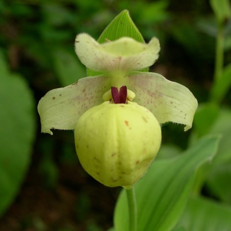 Hoa gieo tứ tuyệt 3 - Page 12 Cypripedium-flavum-