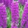 Dactylorhiza orchids: largely unknown domestic orchids 