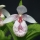 Cypripedium formosanum: the most precocious garden orchid… 