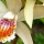The rare orchid 'Bletilla ochracea' is again available...