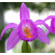 Pleione aurita