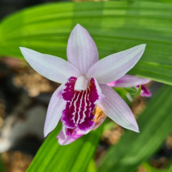 Bletilla ‘Magenta Lips’