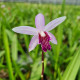 Bletilla ‘Magenta Lips’