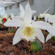 Pleione 'Tongariro' - pot de 1 litre