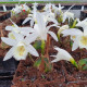 Pleione 'Tongariro' - pot de 1 litre