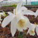 Pleione 'Glacier Peak'