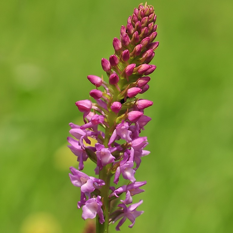 Gymnadenia odoratissima - Scented Orchid - Phytesia