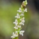 Goodyera repens - Dennenorchis