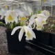 Pleione 'Tongariro' 