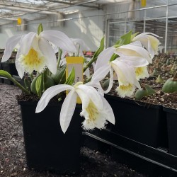 Pleione 'Glacier Peak’ (3-4 bulbs)