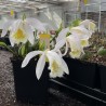 Pleione 'Glacier Peak'