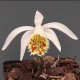 Pleione ‘Dr. Mo Weatherhead’