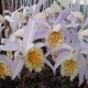 Pleione ‘Snow Monkey’