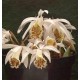 Pleione ‘Dr. Mo Weatherhead’