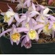 Pleione ‘Snow Monkey’