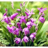  Bletilla striata ‘purple’ - Orchidée jacinthe - pot de 1 litre 