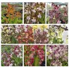 Calanthe Mix (2 couleurs)