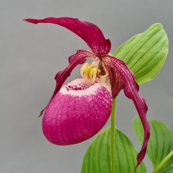 Cypripedium ‘Philip’ Dark