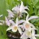 Pleione formosana ‘light’