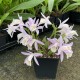 Pleione formosana ‘light’