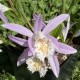 Pleione formosana ‘light’