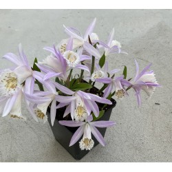 Pleione formosana ‘light’ (3-4 bollen)