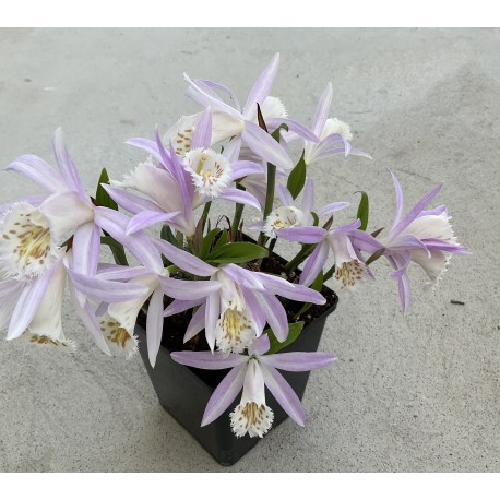 Pleione formosana ‘light’