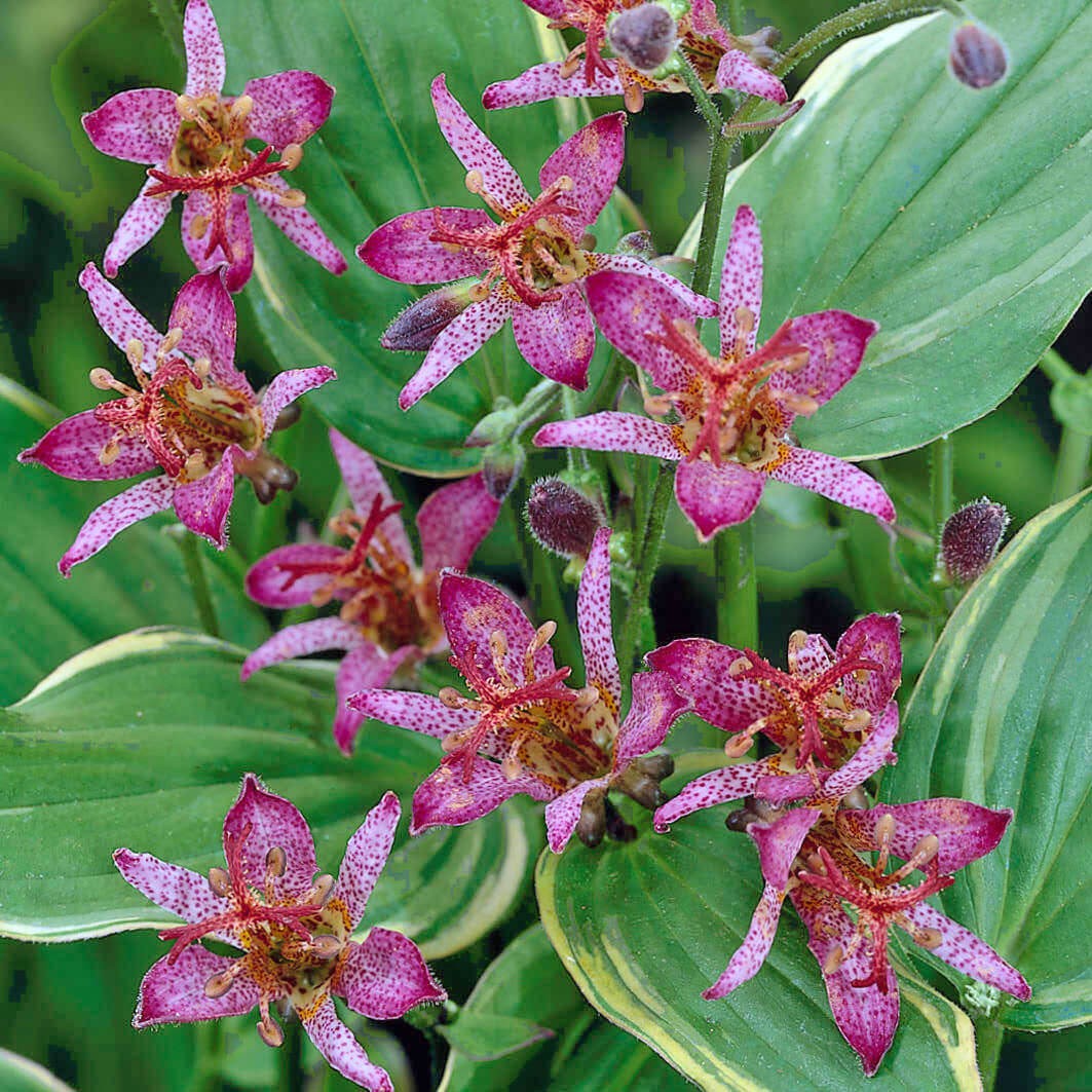 Tricyrtis formosana 'Gilt Edge - Giglio orchidea - Perenne autunnale