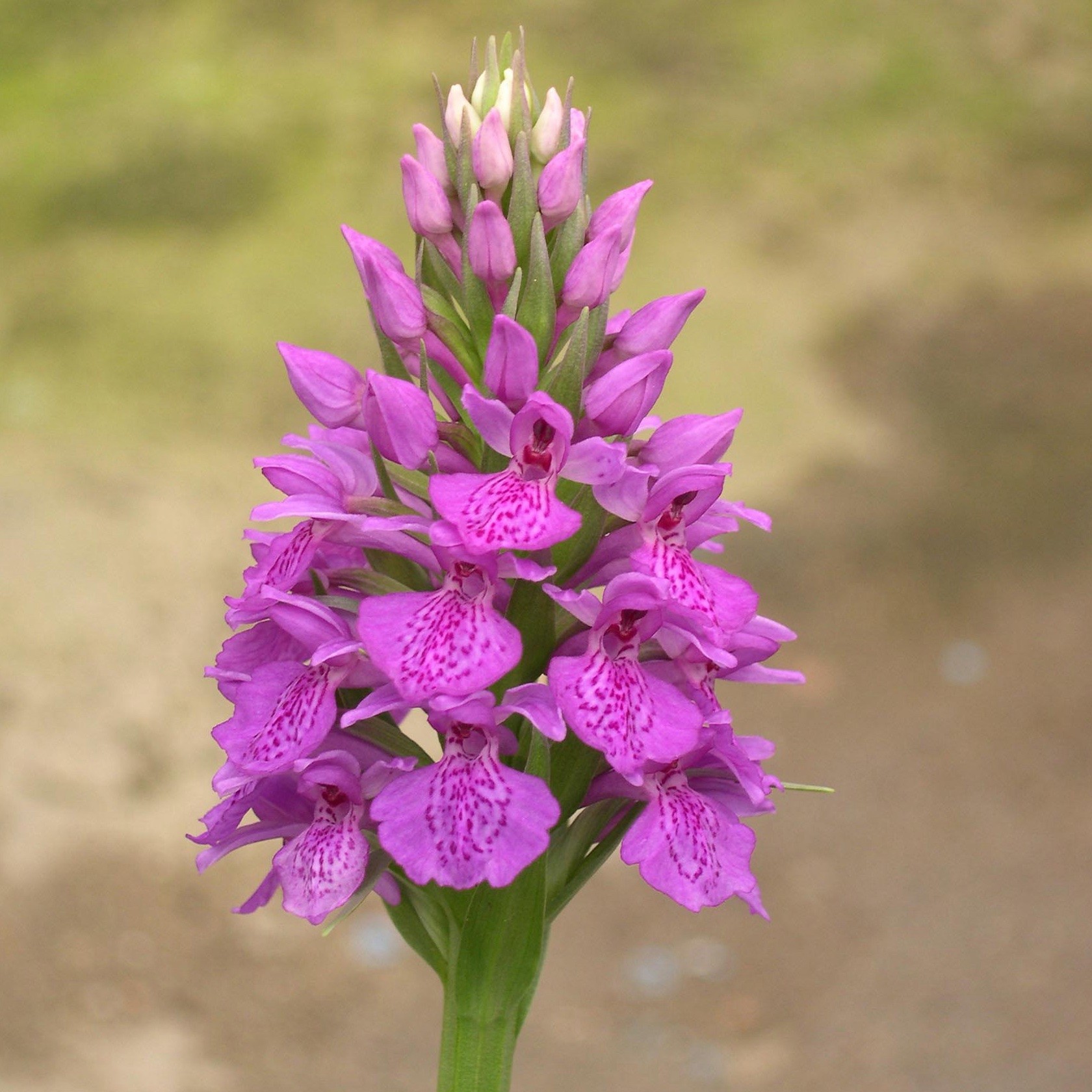 dactylorhiza-elata-phytesia