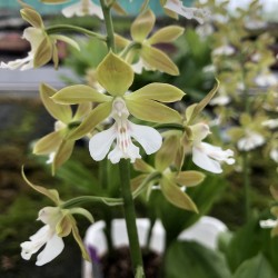 Calanthe 'Olive Green'