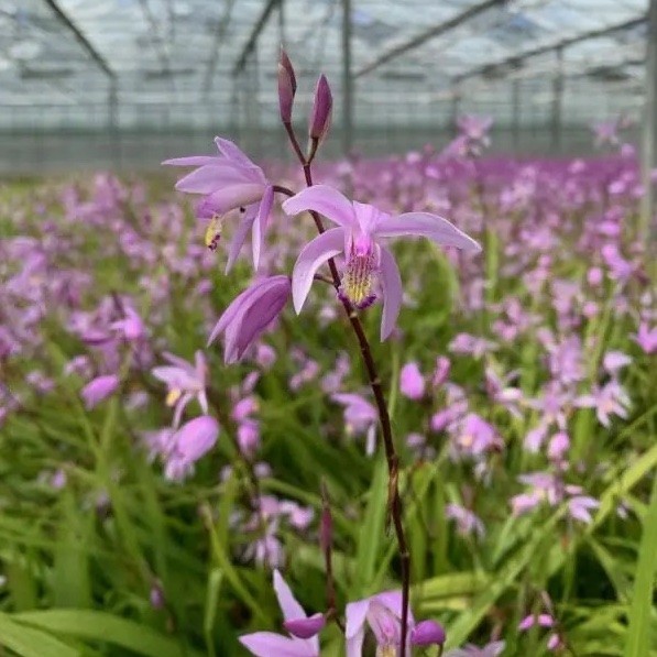 Bletilla 'Penway Paris' - Phytesia