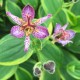 Tricyrtis formosana ‘Autumn glow’