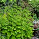 Tricyrtis formosana ‘Autumn glow’