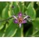 Tricyrtis formosana ‘Autumn glow’