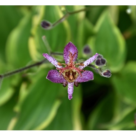 Tricyrtis formosana ‘Autumn glow’