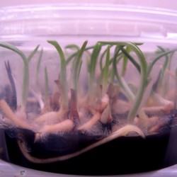 Dactylorhiza fuchsii - Vitro pflanzen (50 Stück)
