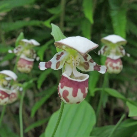 Cypripedium alaskanum