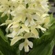 Hybride Calanthe " cremefarbene Form"