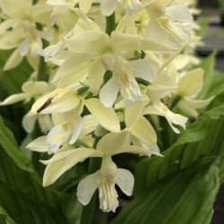 Calanthe Hybrid ‘Bianco crema’