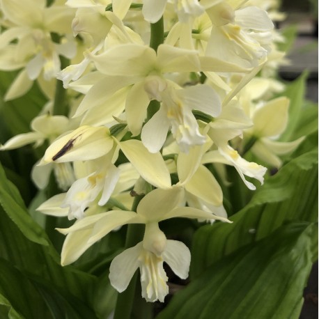 Hybride Calanthe " cremefarbene Form"