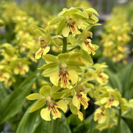 Calanthe ‘Yellow Green’