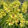 Calanthe ‘Yellow Green’