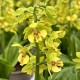 Calanthe ‘Yellow Green’