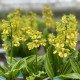 Calanthe ‘Yellow Green’