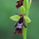 Ophrys insectifera - Fliegenorchidee