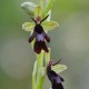 Ophrys insectifera - Fliegenorchidee