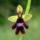 Ophrys insectifera - Fliegenorchidee