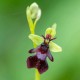 Ophrys insectifera - Fliegenorchidee