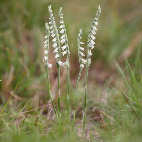 Spiranthes spiralis - Herfstspiranthus