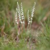 Spiranthes spiralis - Spiranthe automne